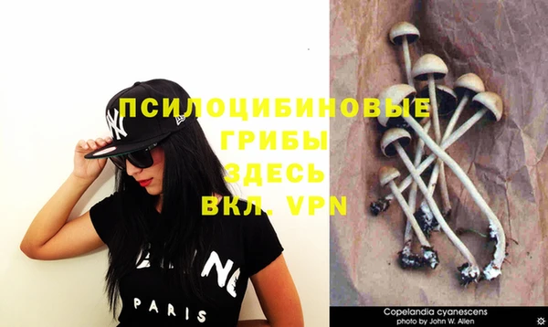 шишки Аркадак